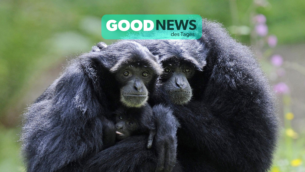 Good News des Tages