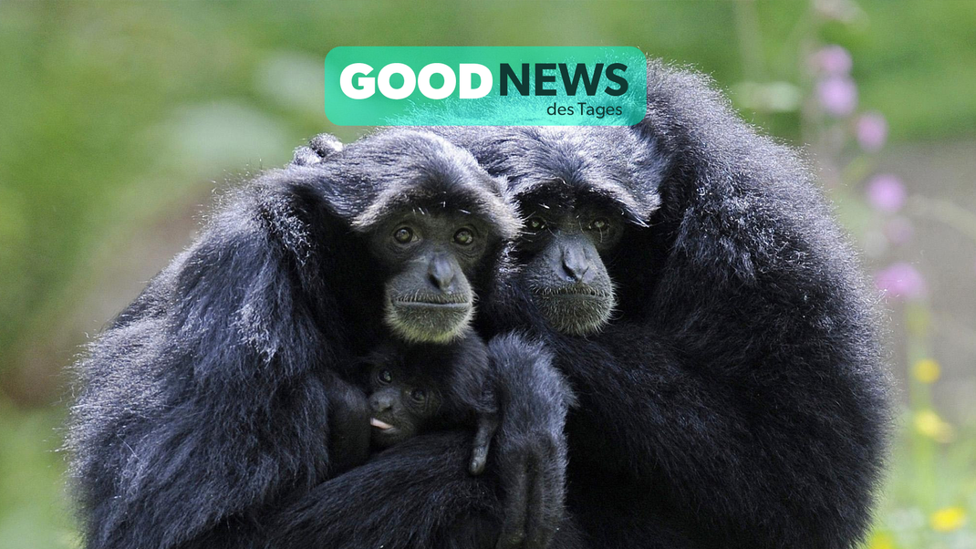 Siamangs-Gibbons sind in der freien Natur kaum noch zu finden. Stattdessen werden sie neben anderen Wildtieren in kleinen Käfigen auf Märkten und online verkauft. Dank der harten Arbeit von Tierschützern könnte sich das bald ändern.