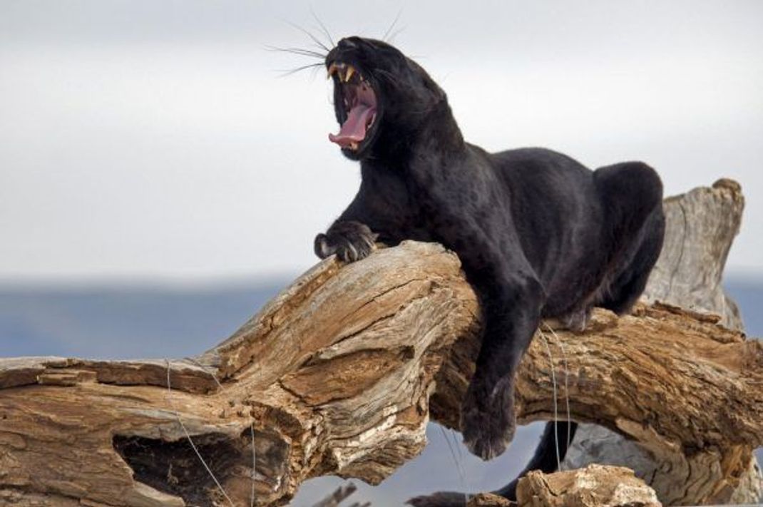 Ein Panther ist eigentlich ein schwarzer Leopard oder schwarzer Jaguar.