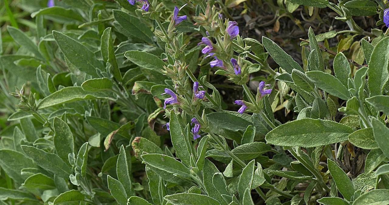 Die kleinen violetten Salbeiblüten locken Schmetterlinge und Bienen an. Dein Salbei ist schon mehrere Jahre alt und blüht nicht mehr? Grabe die Wurzelstöcke aus, teile sie und pflanze sie um.