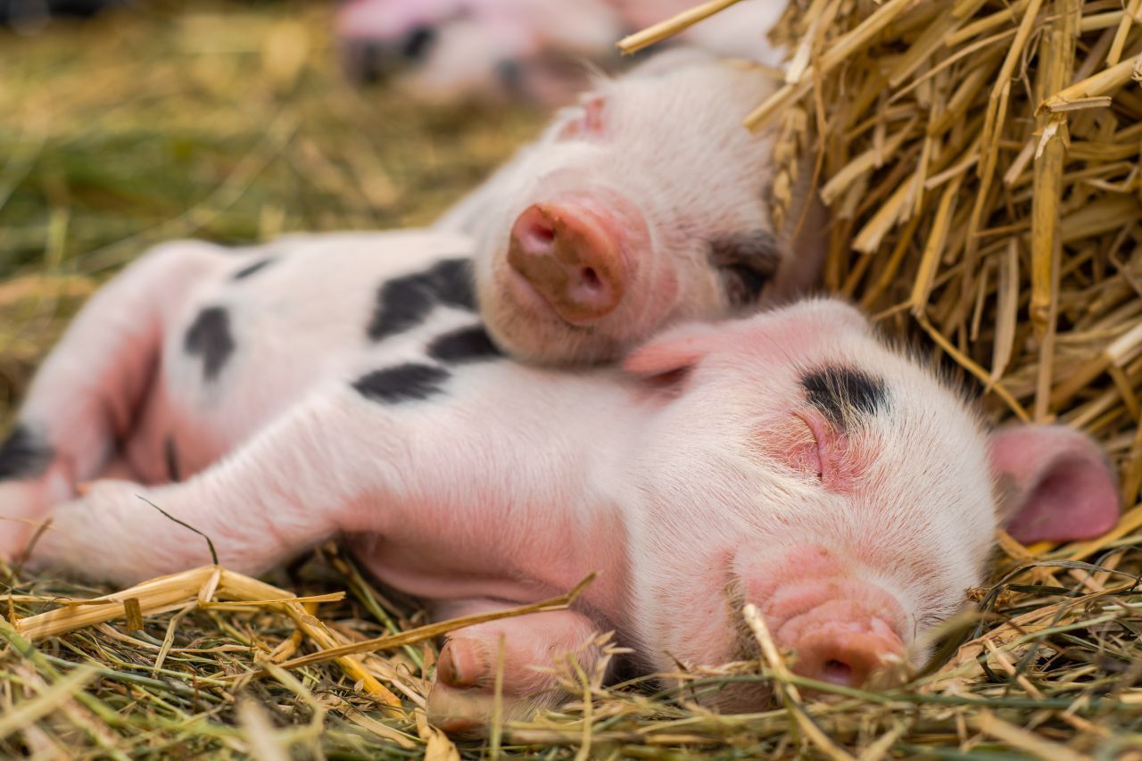 Niedliche Ferkel: Da will man ja am liebsten mitkuscheln.