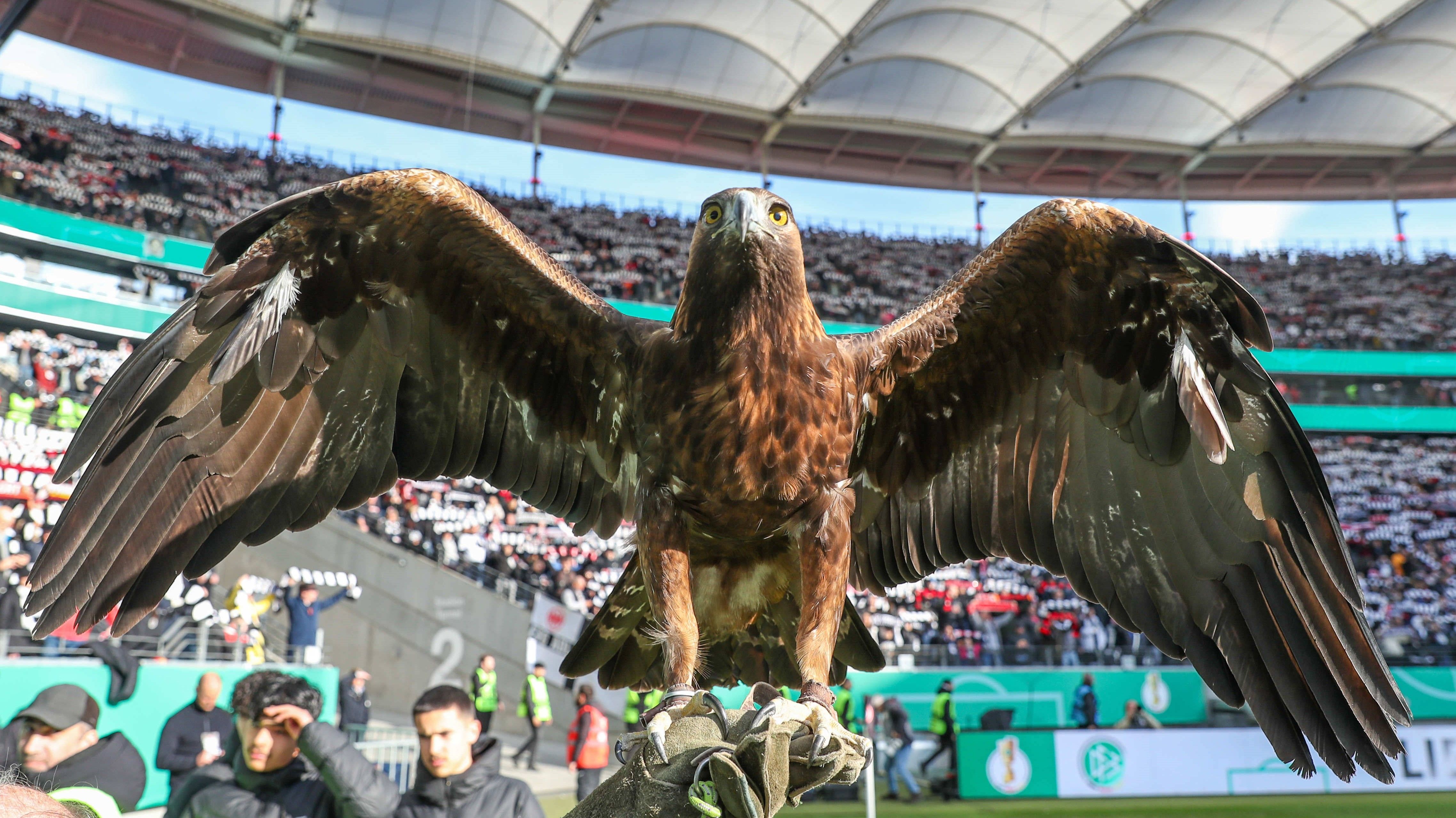 
                <strong>Eintracht Frankfurt</strong><br>
                Bei jedem Heimspiel dreht der Steinadler Attila seine Runden im Frankfurter Stadion. Wer so ein stolzes Maskottchen hat, braucht natürlich den passenden NFL-Namen: Frankfurt Eagles. 
              