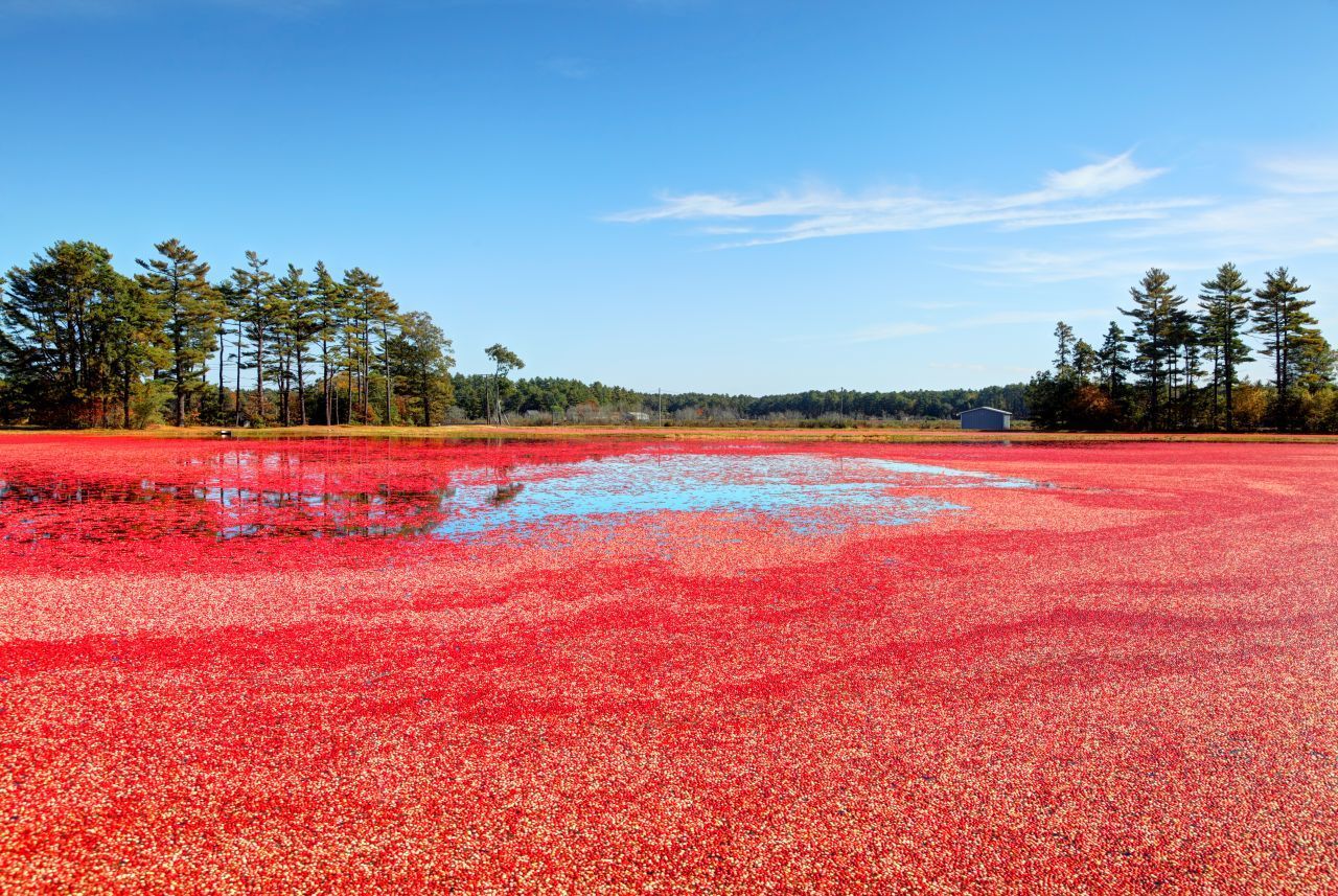 Von Mitte September bis Thanksgiving findet in den USA und Kanada die Cranberry-Ernte statt.