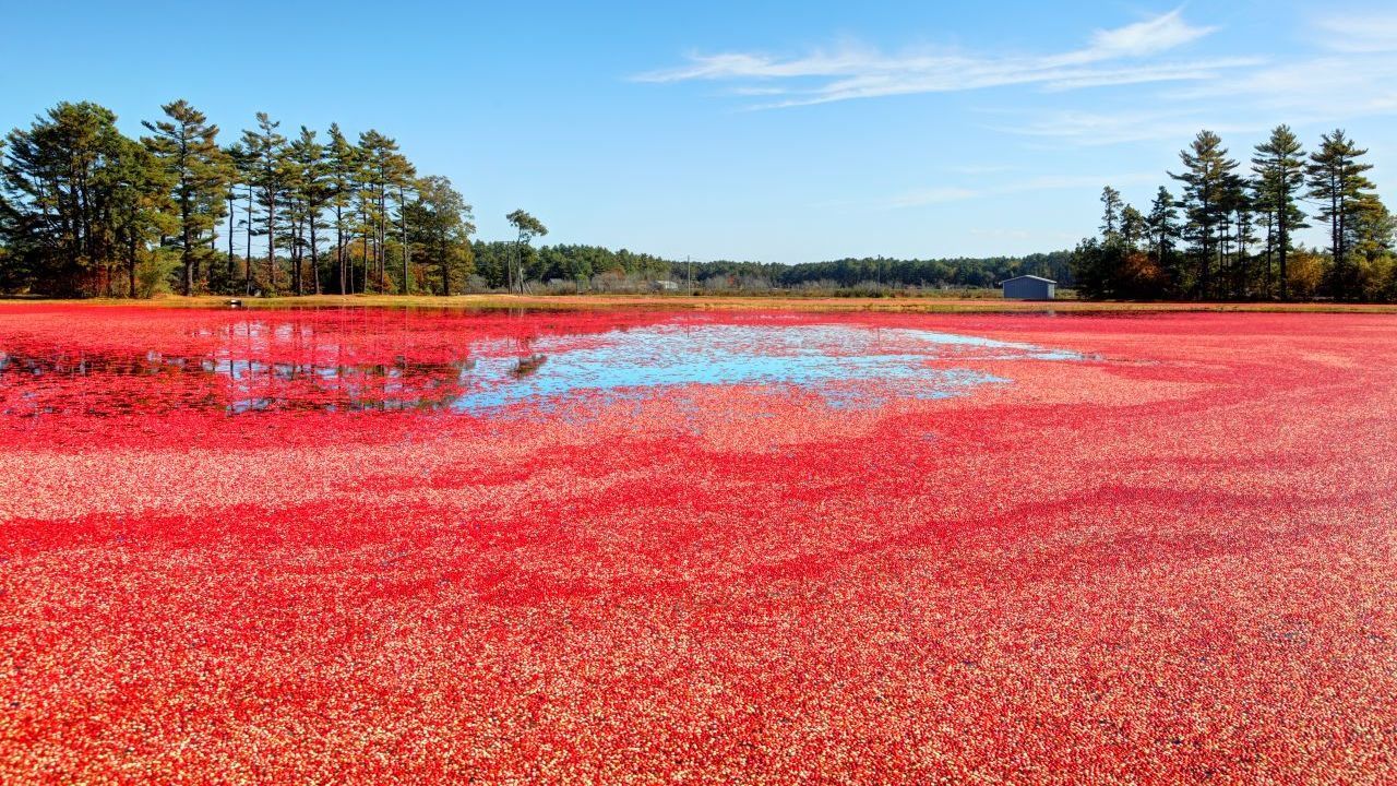 Von Mitte September bis Thanksgiving findet in den USA und Kanada die Cranberry-Ernte statt.