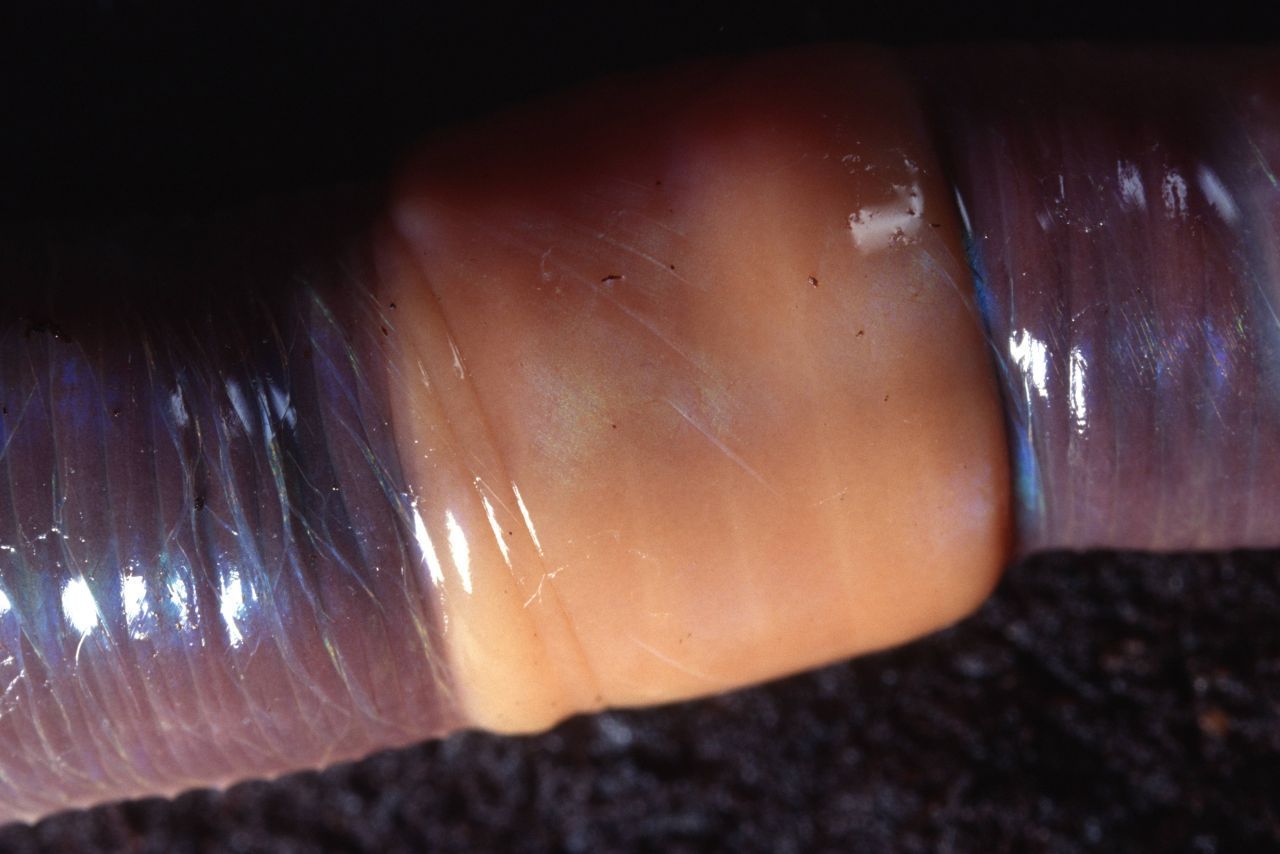 Gürtelspiele: Wenn Regenwürmer geschlechtsreif sind, haben sie eine Hautverdickung um den Körper.