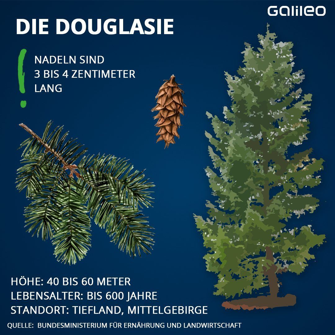 Die Douglasie ist ein bekannter Nadelbaum in den deutschen Wäldern.