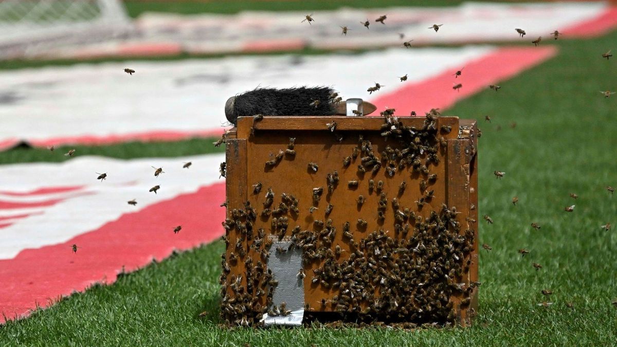 Bienen im Stuttgarter Stadion