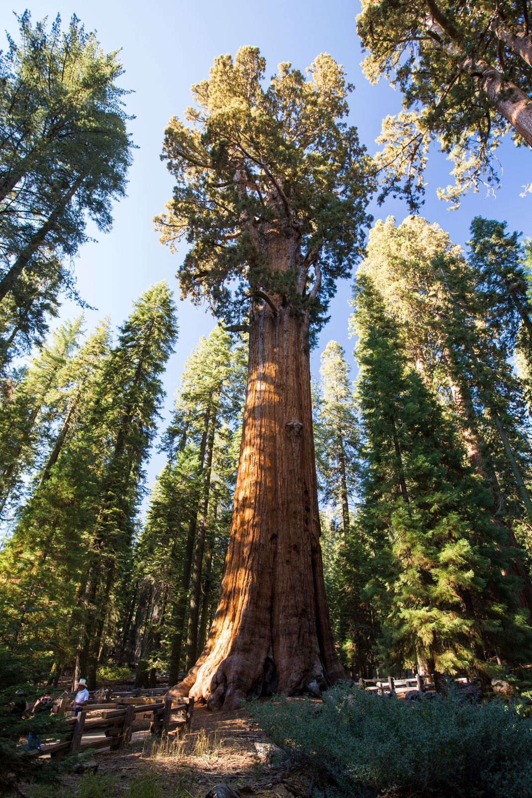 General Sherman ist der Name eines Riesenmammutbaums in den USA: Er ist der umfangreichste Baum der Welt.