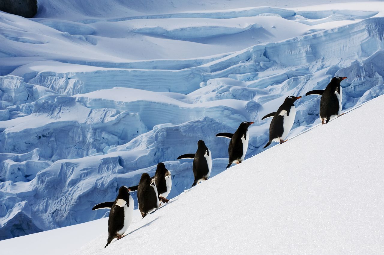 Pinguine sind in der Antarktis unterwegs.