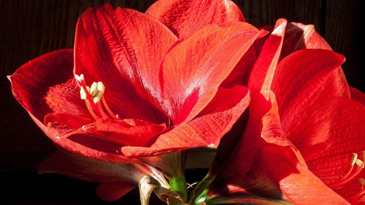 Gartengestaltung_2016_05_19_Amaryllis_Schmuckbild_pixabay