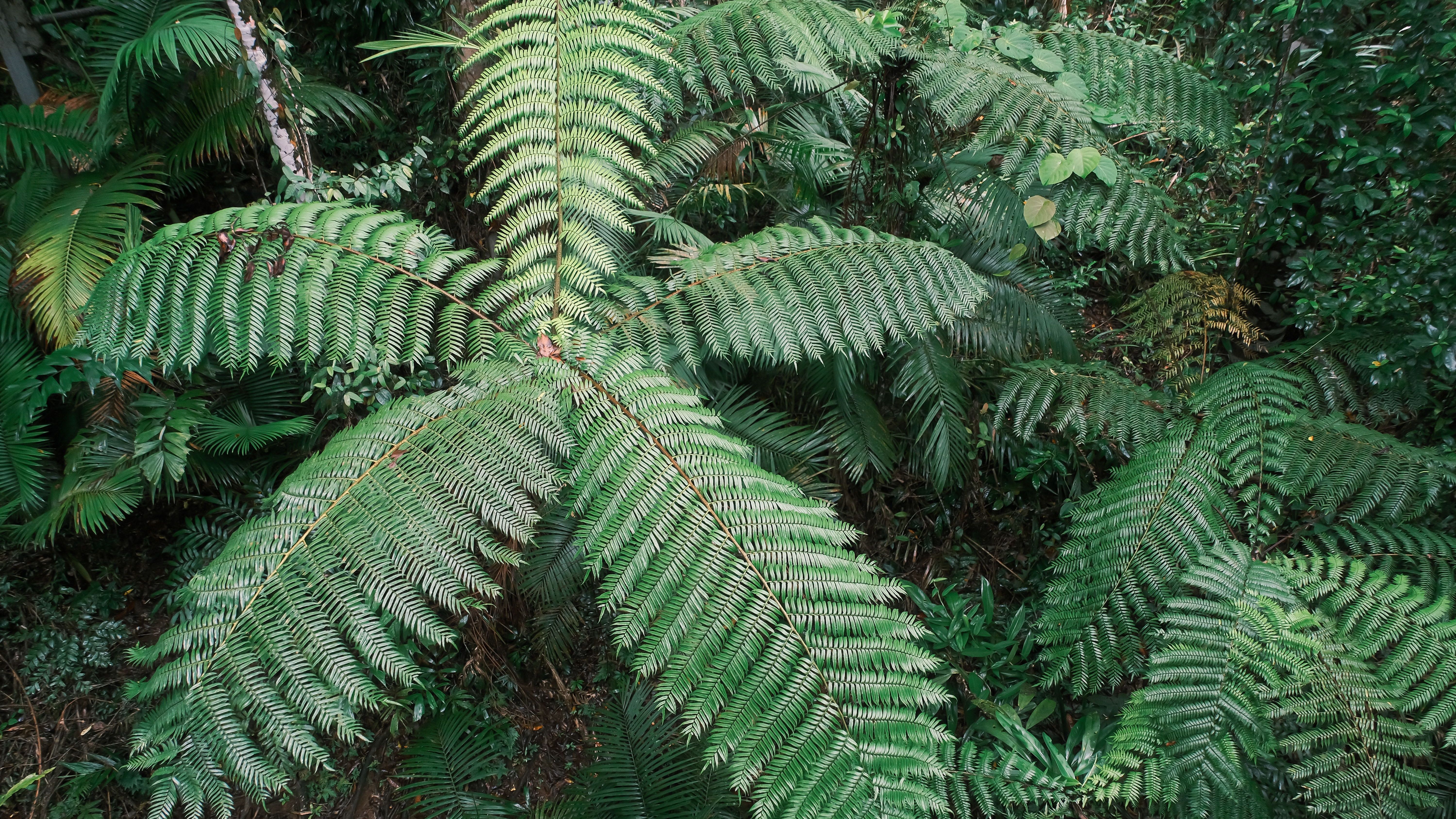 Der Daintree Rainforest im Norden Australiens ist der älteste Regenwald der Welt. Er existiert bereits seit rund 180 Millionen Jahren und zählt damit zu den ältesten noch lebenden Ökosystemen überhaupt. Hier kann man noch urzeitliche Pflanzen bewundern, wie etwa diese Baumfarne.