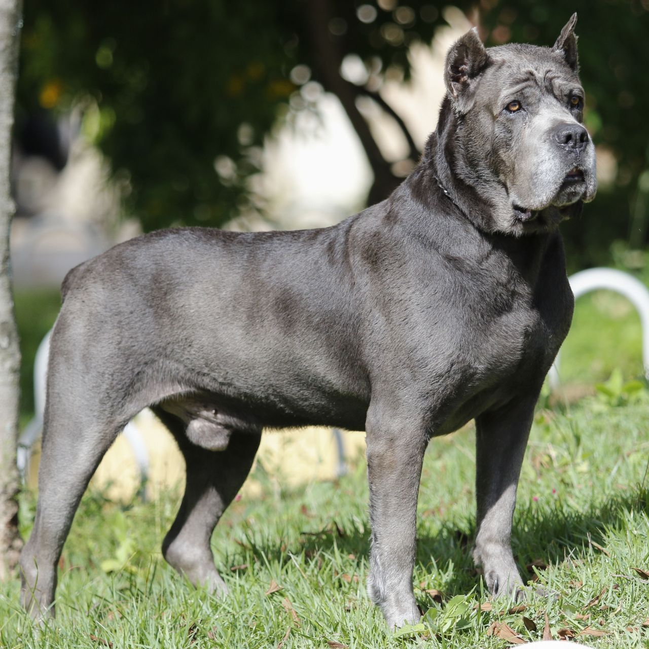 Der Italiener unter den Wachhunden: Die Vorfahren des Cane Corso dienten schon den Römern als treue Beschützer.  