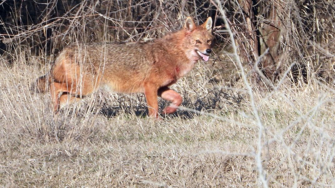 Der wolfsähnliche Goldschakal breitet sich immer weiter in Deutschland aus: Welpen in Niedersachsen und Baden-Württemberg nachgewiesen.