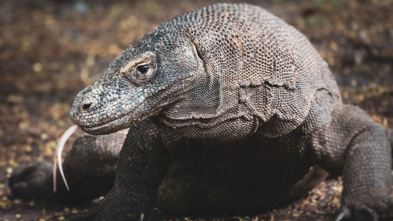 Im Speichel von Komodowaranen tummeln sich etliche krankmachende Bakterien, doch die Tiere werden nicht krank. Biolog:innen untersuchen, welche Stoffe sie so robust machen.