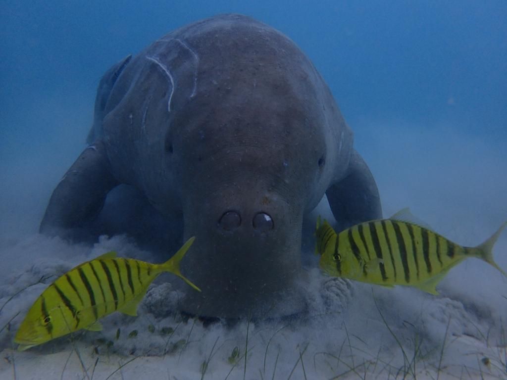 Seit 1992 stehen Dugongs auf den Philippinen unter Schutz. Das neugierige Dugong-Männchen Aban ist das prominenteste Mitglied der Population auf Coron Island. Er "posiert" laut Dirk Fahrenbach richtig unter Wasser.