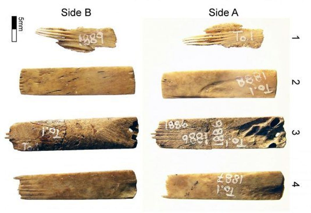 Diese Knochen fanden Forscher auf Tonga. Das Alter analysierten sie mit der Radiokarbon-Methode.