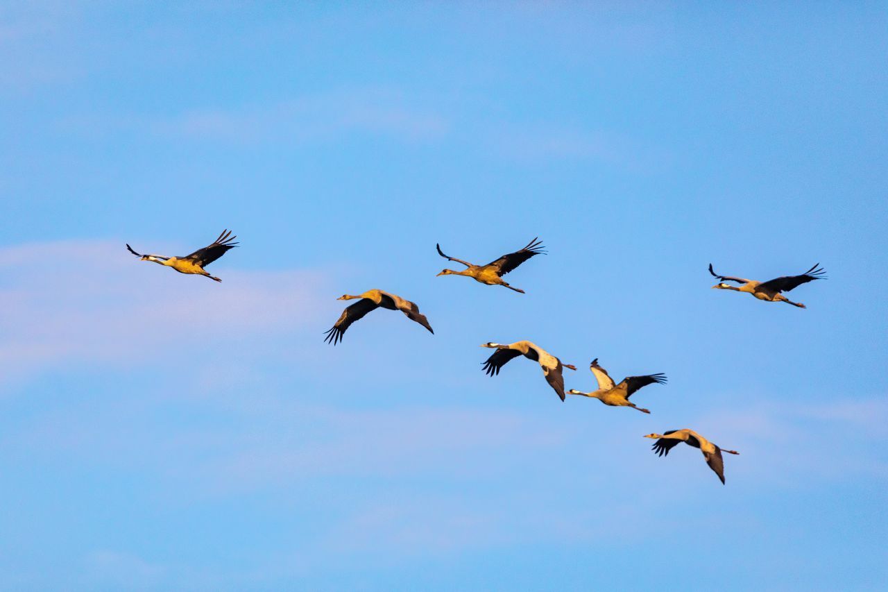 Kraniche haben ein ähnliches Zugverhalten wie Gänse und nutzen oft auch gemeinsame Rast-Stellen. Ihr Überwinterungsgebiet liegt in Frankreich, Spanien und Nordafrika. 