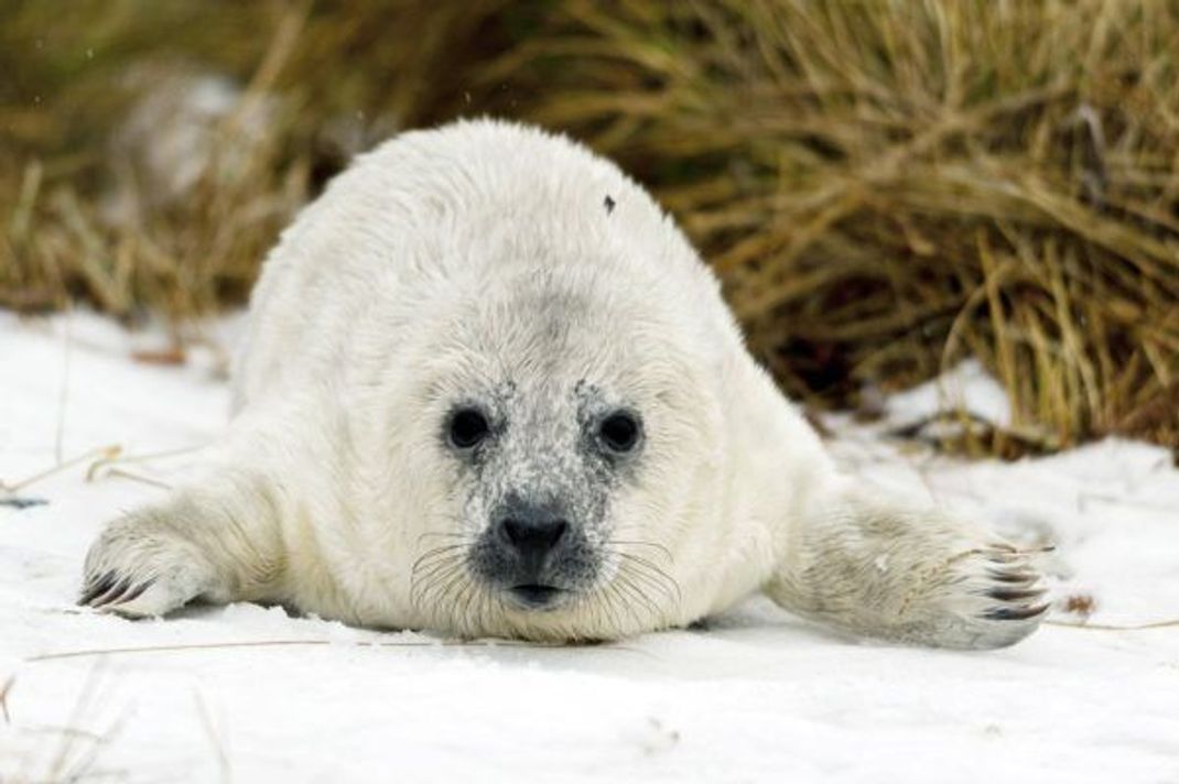 Diese Kegelrobbe staunt nicht schlecht: Im Jahr 2020 hat es tatsächlich geschneit auf der Nordseeinsel Helgoland.