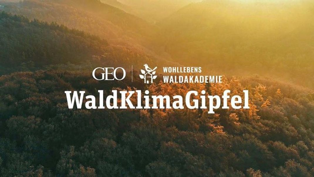 Der Waldklimagipfel 2022: Wie schlecht geht es unserem Wald?