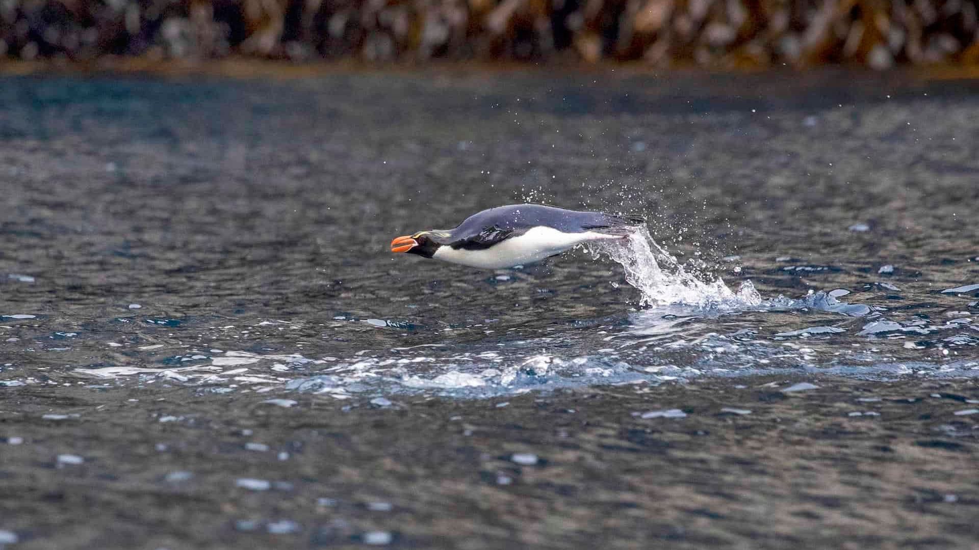 Ein Snares-Dickschnabel-Pinguin bei Neuseeland. Population: 63.000.