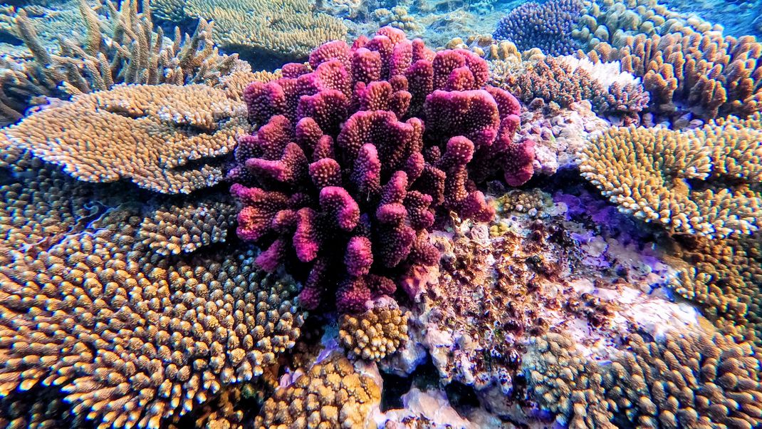 Korallen stehen auf Felsen des Great Barrier Reef vor Australien 