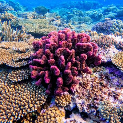 Korallen stehen auf Felsen des Great Barrier Reef vor Australien 