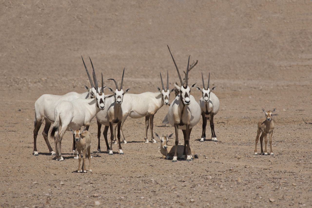 Arabische Oryx Antilope: 1972 soll das letzte Exemplar in freier Wildbahn im Oman erschossen worden sein. Bereits in den 60er-Jahren hatten die Zoos in Los Angeles und Phoenix mit Nachzuchten begonnen. Ab 1982 wurden wieder Exemplare im Oman ausgesetzt. Auf der gesamten Arabischen Halbinsel leben heute wieder an die 850 Tiere. 