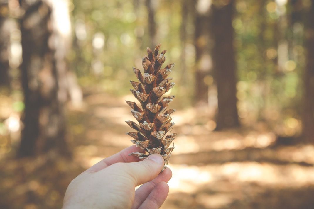 Sex im Wald bedeutet auch, dass Sie sich mit anderen Umständen auseinandersetzen müssen. Tannenzapfen, Nadeln und Äste können ganz schön pieksen. Sorgen Sie daher mit einer gemütlichen Decke vor.