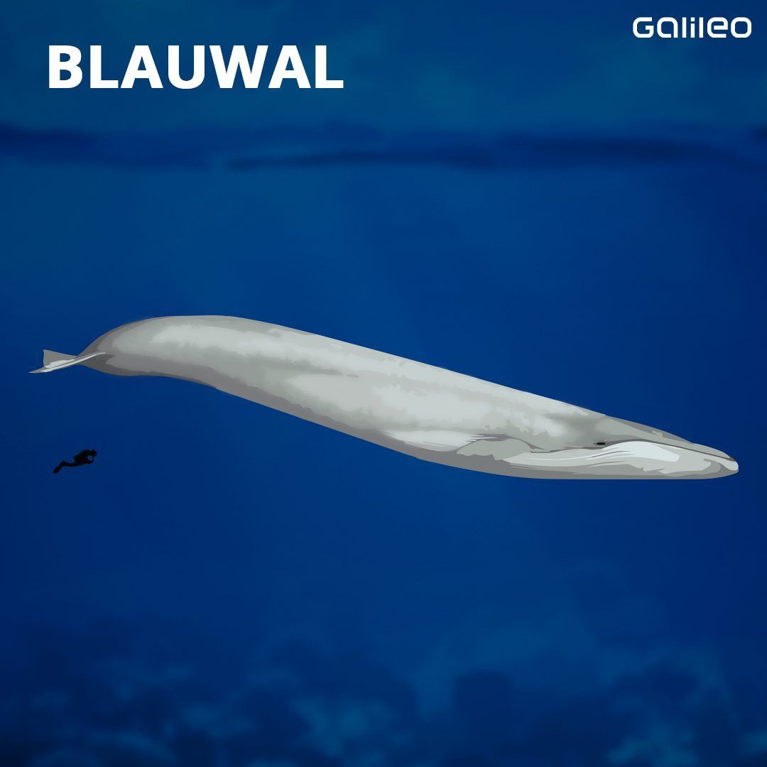 Der Blauwal ist das größte Tier der Erde. Es wurde bereits ein Exemplar mit 35 Metern Länge entdeckt. Er wiegt im Schnitt 150 Tonnen. Das entspricht 25 Elefanten. Die Größe seines Herzens wird oft mit einem VW-Käfer verglichen. Der Bestand wird auf 10.000 bis 25.000 Exemplare geschätzt. 