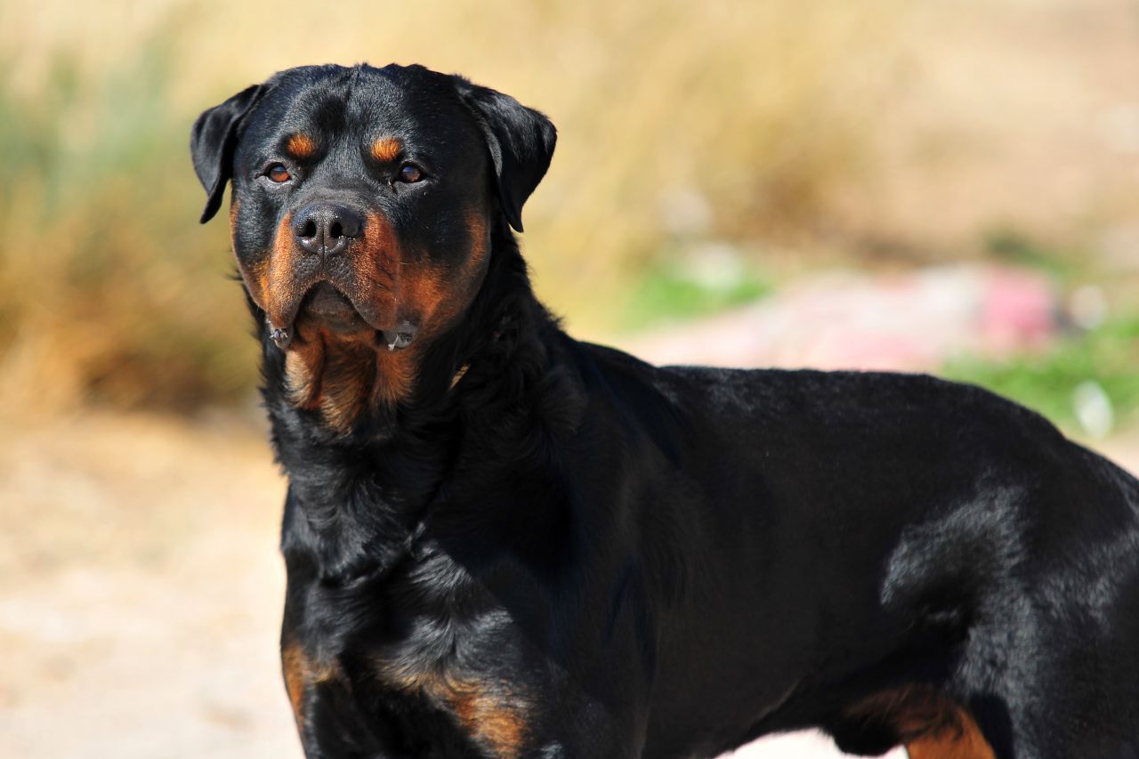 Rottweiler sind ausgezeichnete Wachhunde, brauchen aber eine starke Erziehung, die ihnen Grenzen setzt.