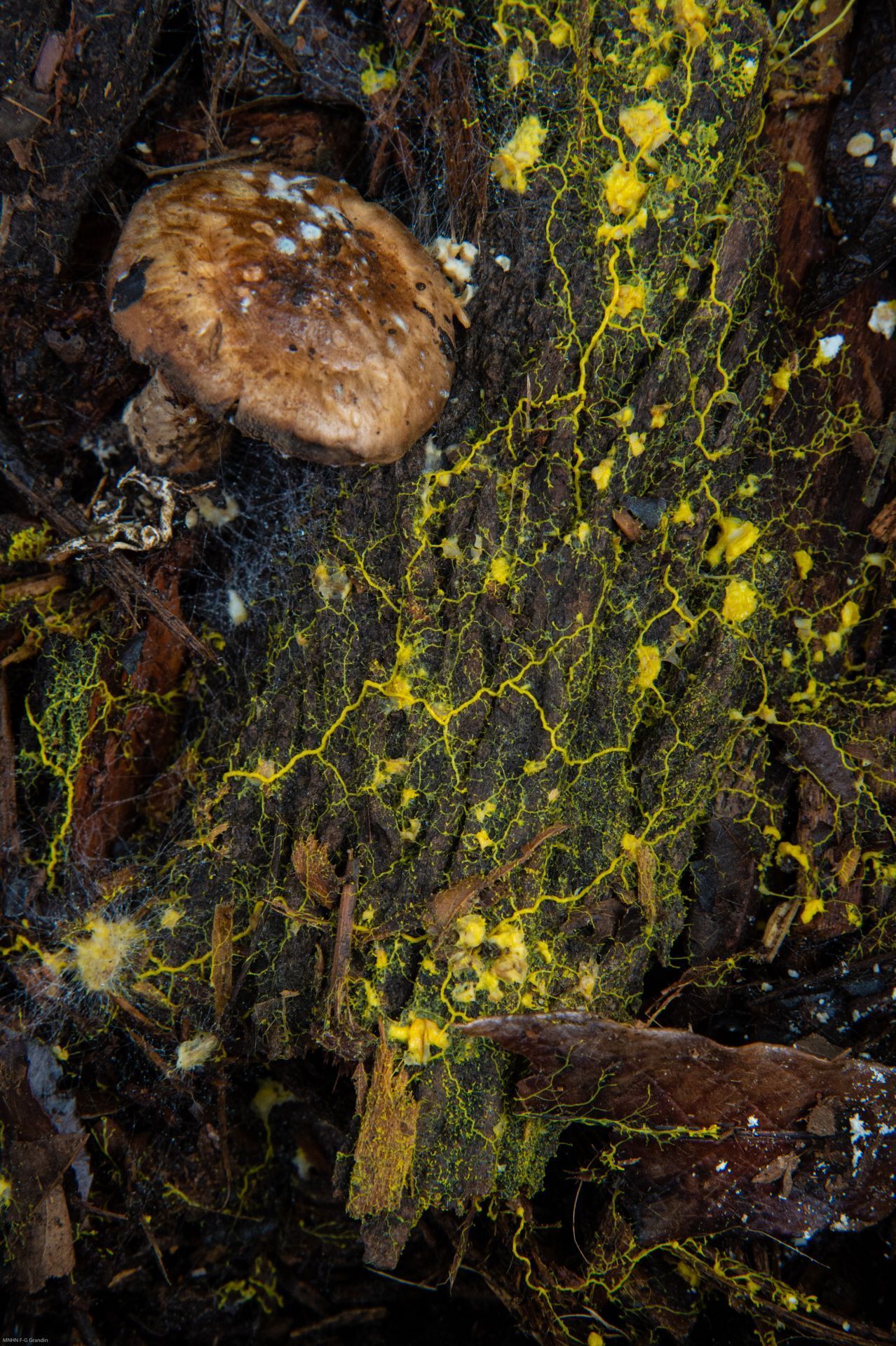 Der gelbe Einzeller ernährt sich von Pilzen. Diese geben chemische Stoffe ab, die der Blob aufspürt.