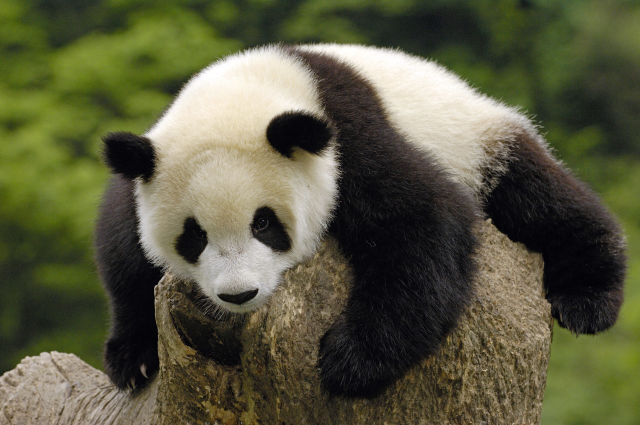 Oder doch lieber einen putzigen Panda, der sich gerade ausruht?