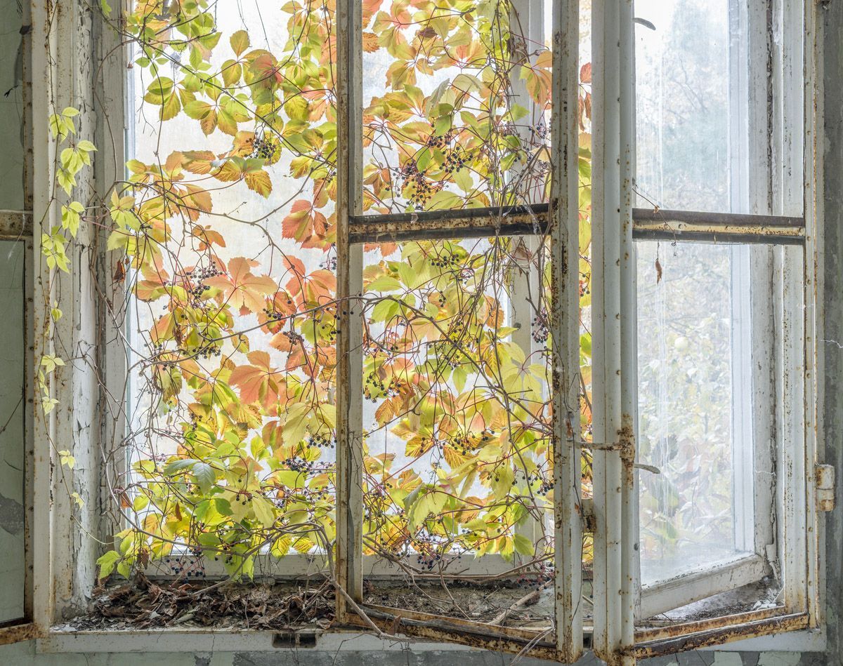 Durch das Fenster eines Untersuchungsraums im Kinderkrankenhaus Pripjat wachsen Zweige im Oktober 2013.