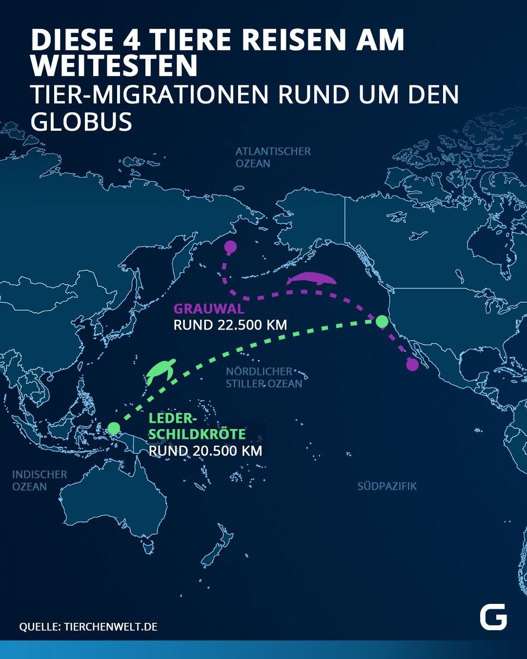 Tier-Migrationen in Kilometern rund um den Globus