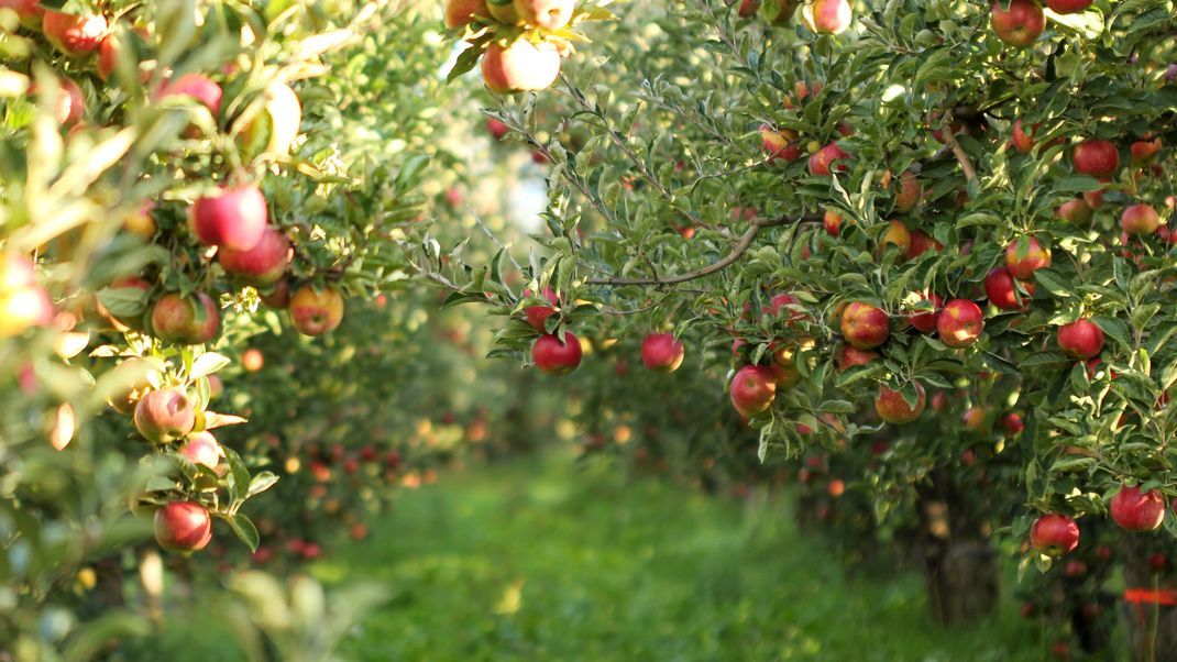 Wir zeigen dir, wie du deine Obstbäume gesund hältst.