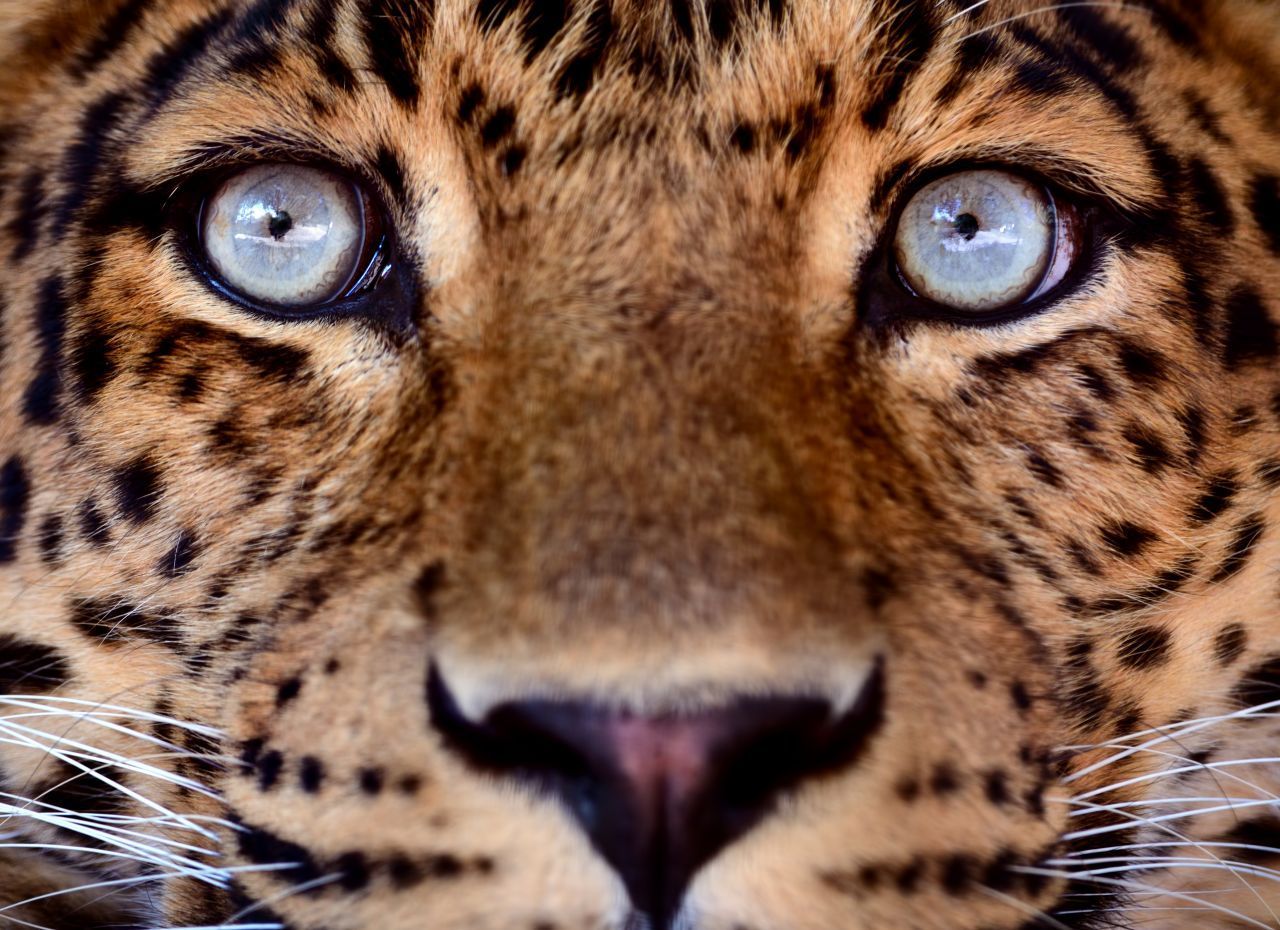 Tagsüber entspricht das Sehvermögen eines Leoparden in etwa dem eines Menschen.  Wenn es dunkel wird, verfügt das Raubtier, das vor allem in der Dämmerung und in der Nacht jagt, über ein 5- bis 6-fach besseres Sehvermögen - weil sich die Pupillen vergrößern. 