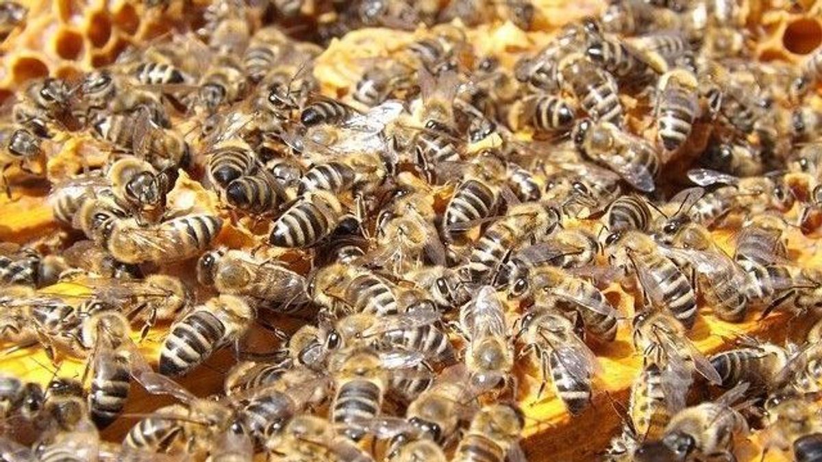 Bienenstock-Imkerei