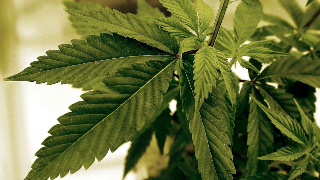 Marijuana-Minnesota