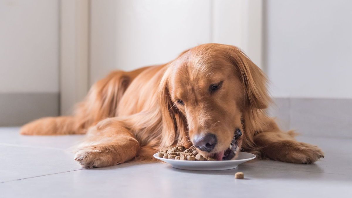 Golden Retriever, lag auf dem Boden zu Hundefutter essen