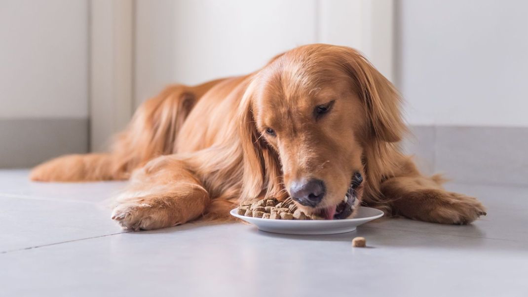 Inhalieren statt Kauen? Welche Maßnahmen helfen können, wenn dein Hund beim Fressen schlingt.