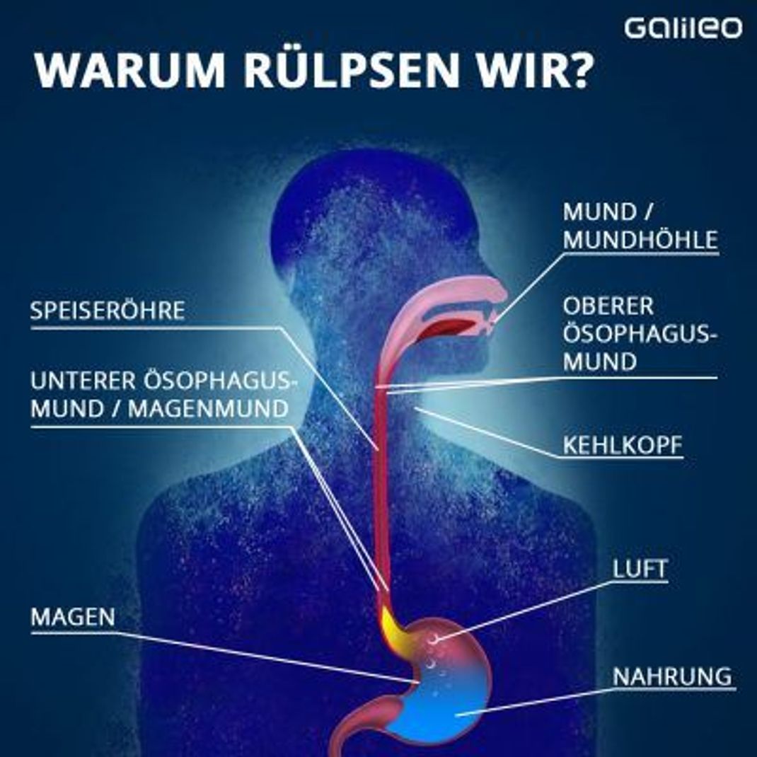 Das passiert im Körper, wenn du aufstoßen musst.