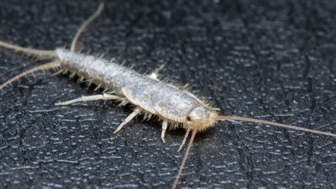 Silberfische kommen meist durch Abflüsse in die Wohnung. Sie verkriechen sich in Fugen, losen Tapeten und defekten Rohren.