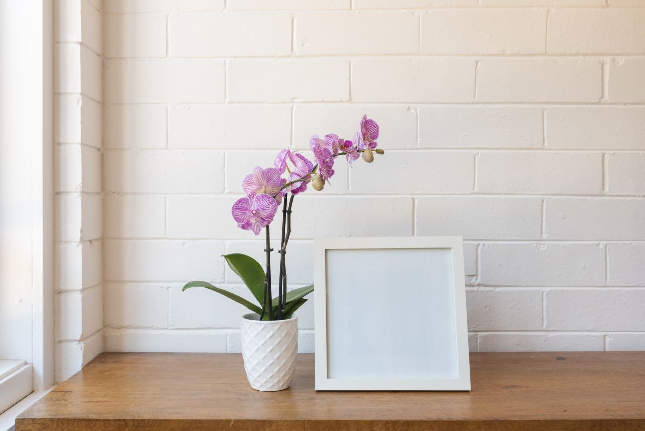 Orchideen gehören zu den beliebtesten Zimmerpflanzen. Sie lieben helle Standorte. Ideal sind Nord- und Ostfenster. Die Blüten wachsen immer wieder nach.