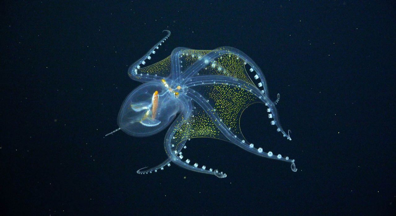 Bei einer Expedition östlich von Kiribati haben Forschende einen Glas-Oktopus gesichtet. Auf dem Bild sind der Sehnerv sowie der Verdauungstrakt des Oktopus gut zu erkennen.