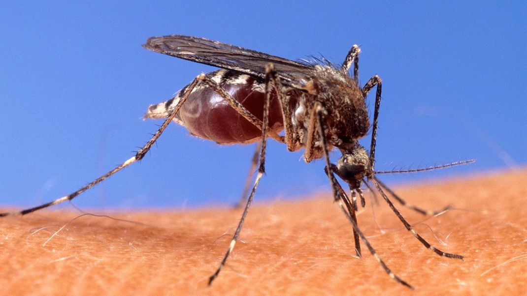 Dengue wird von Mücken übertragen.