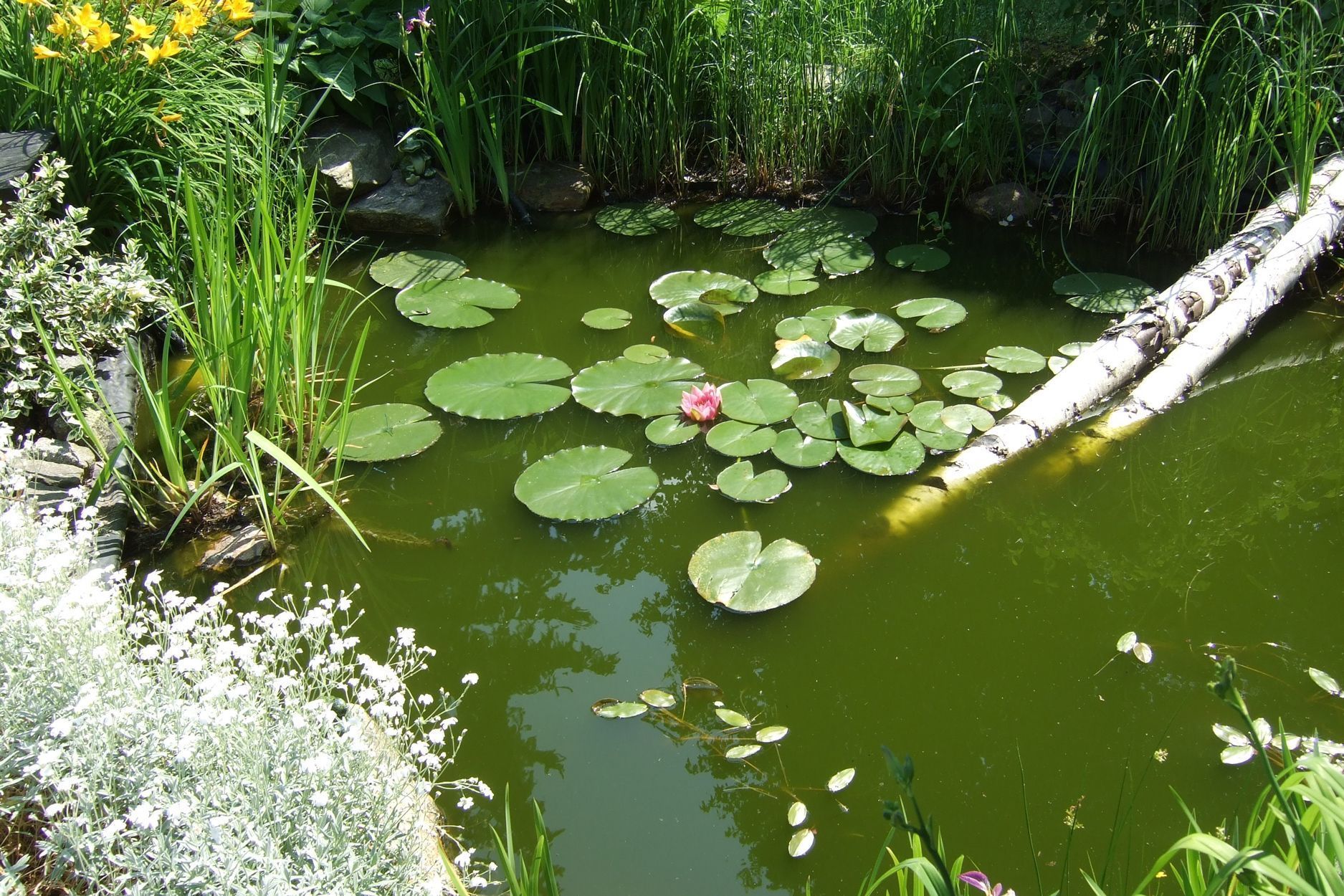 Gartenteich reinigen Wissenswertes zur Pflege SAT.1 Ratgeber