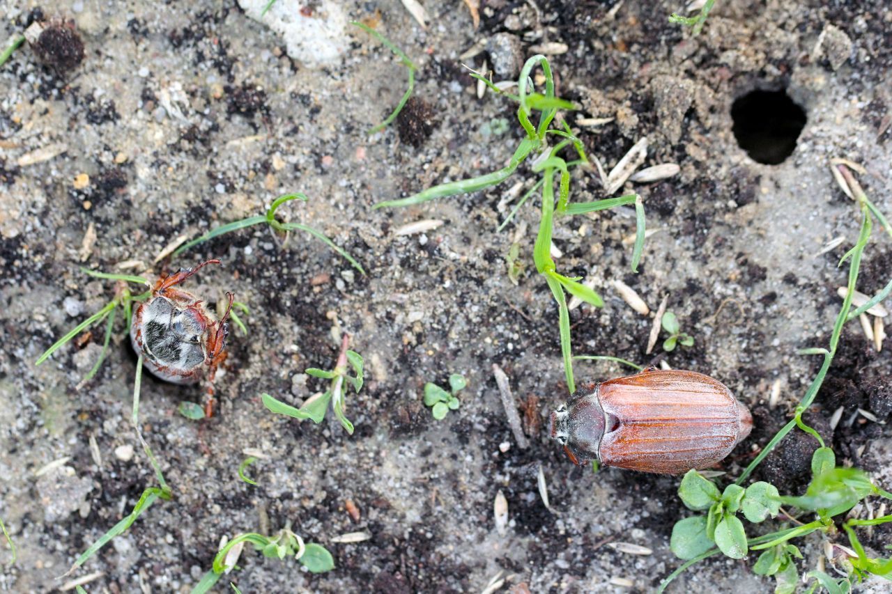 Die Larven verpuppen sich nach ihrem letzten Winter und krabbeln im Frühjahr als Käfer aus dem Boden.