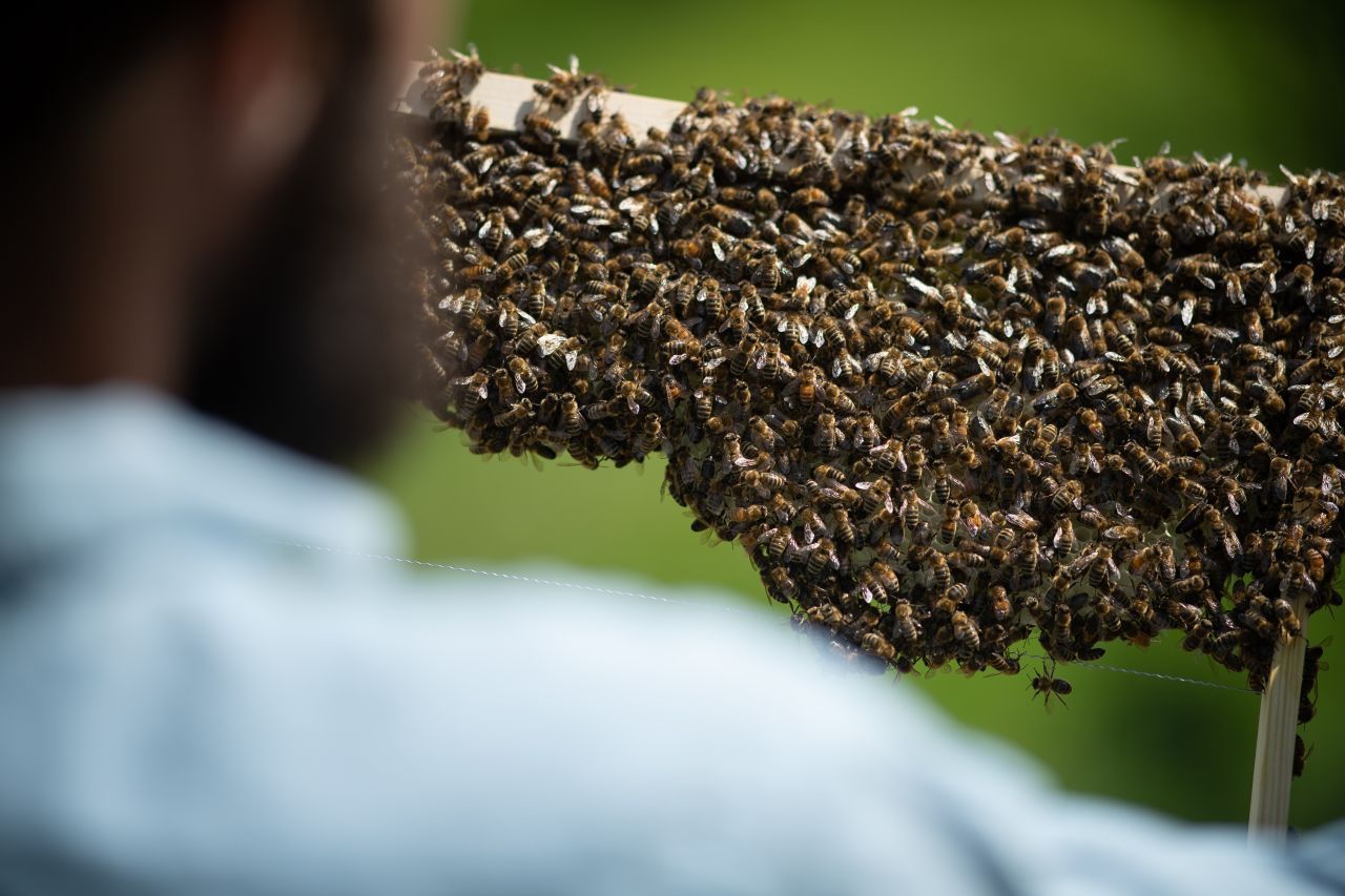 Das Volksbegehren Artenschutz "Rettet die Bienen" schlug Anfang 2019 in Bayern hohe Wellen. Fast 1,75 Millionen Menschen beteiligten sich – ein neuer Rekord. Nie haben in Bayern mehr Wahlberechtigte ihre Unterschrift unter ein Volksbegehren gesetzt. Nicht nur Bienenfreunde jubelten, als am 1. August das neue Naturschutzgesetz in Bayern verabschiedet wurde. Jetzt wollen die Initiatoren in Baden-Württemberg nachziehen. 