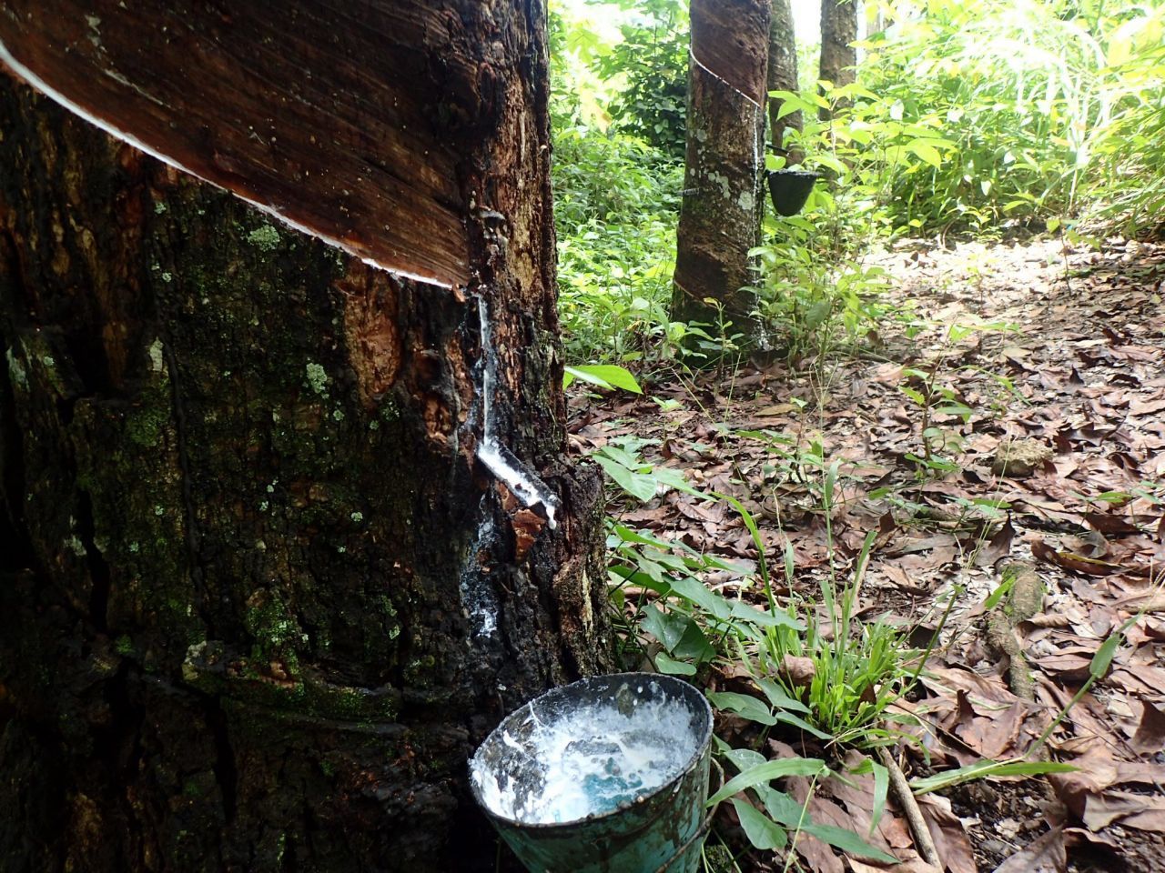 Kautschukbäume wachsen in den Tropen. Sie werden zwischen 15 und 30 Meter hoch. Große Plantagen gibt es vor allem in Thailand, Indonesien und Malaysia. 