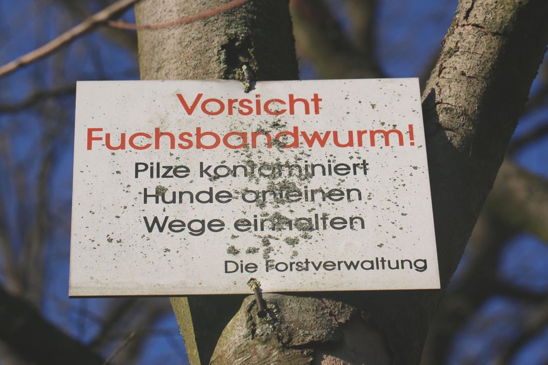 Besonders in Süddeutschland ist der Fuchsbandwurm verbreitet.